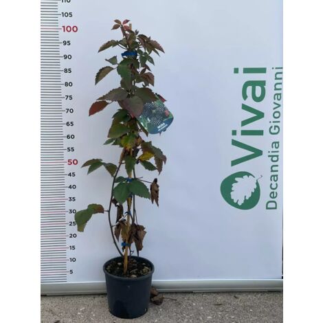 PIANTA DI MORA DEI GIARDINI VASO 18  altezza 80 cm (foto reale)