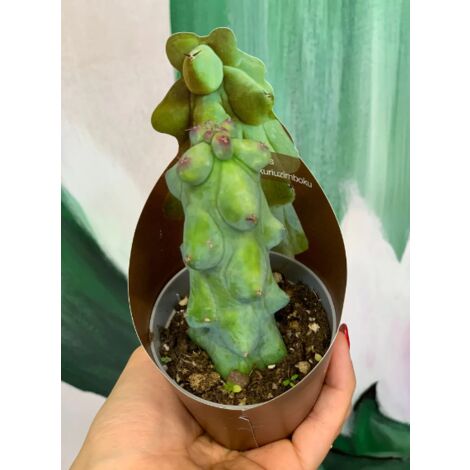 Pianta di Myrtillocactus Fukurokuryuzinboku, vaso 5,5cm, foto reali