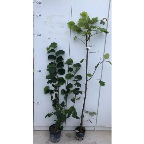 PIANTA DI NOCCIOLO "GENTILE DELLE LANGHE" IN VASO 18 ALTEZZA 120/150 CM