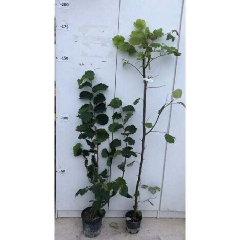 PIANTA DI NOCCIOLO TONDA ROMANA IN VASO 18 ALTEZZ 120/150 CM