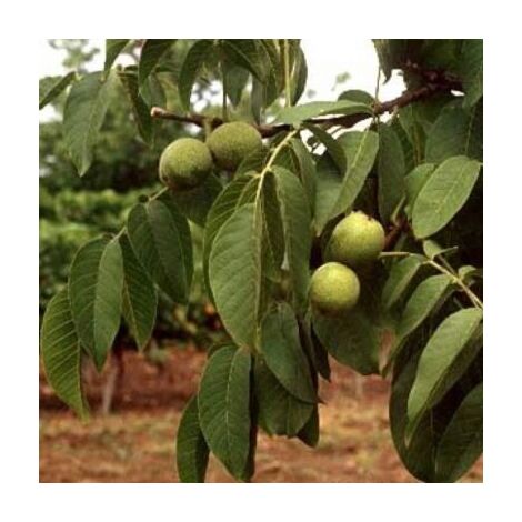 Pianta Di Ciliegio Nano Autofertile In Vaso Foto Reali - Foto 11