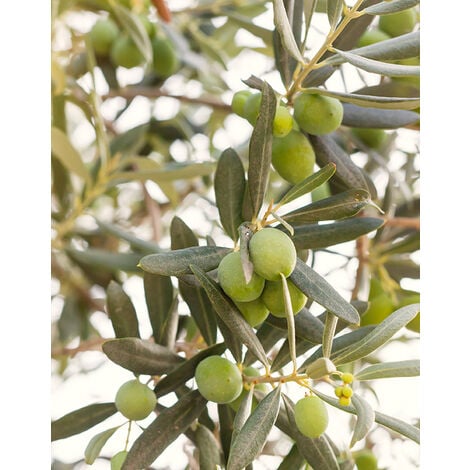 VIVAIO GARDEN FOREST Pianta di Olivo Favolosa FS-17 Certificata ulivo Favolosa H 140 cm