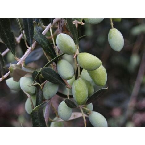 VIVAIO GARDEN FOREST pianta di olivo Koroneiki in vaso diametro 18