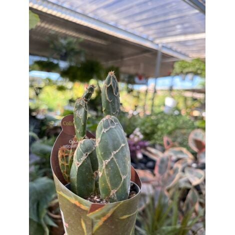 VIVAIO GARDEN FOREST pianta di opuntia reticulata cobra succulenta (pianta grassa) vaso 8