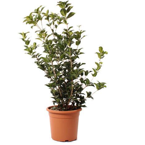 Pianta di Osmanto - Osmanthus Aquifolium - Piante Vere da Esterno - Pianta da Giardino Perenne - H 80-100 Vaso Ø 24 cm