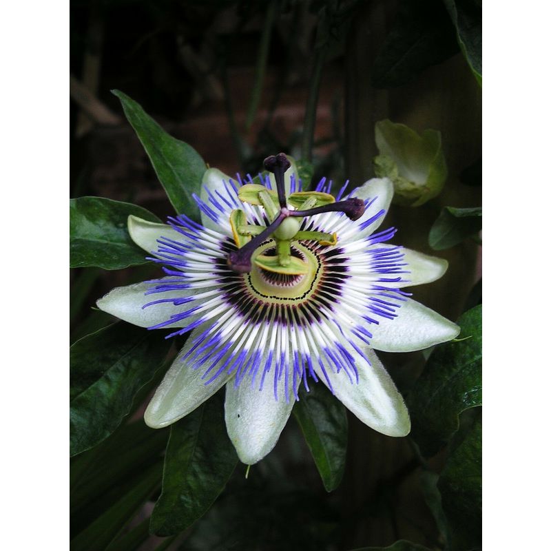 Passiflora Rampicante