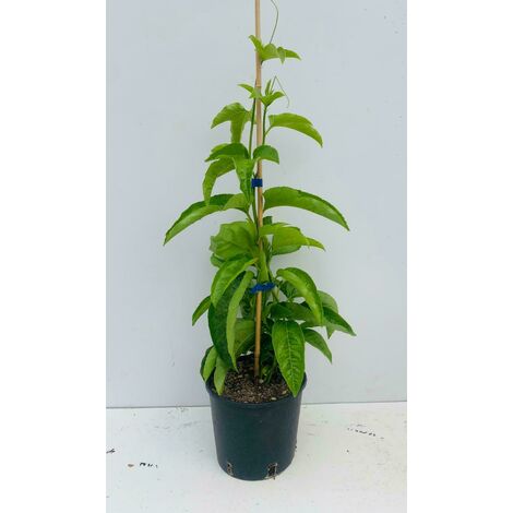 PIANTA DI PASSIFLORA EDULIS MARACUJA IN VASO 20 CM
