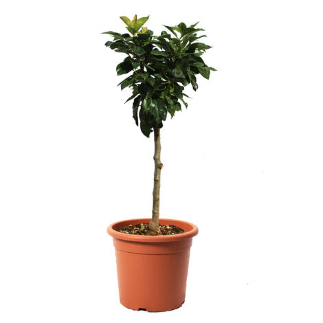Pianta di Pero Nano - Pyrus Communis - Alberello da Frutto - Vaso Ø 24 cm