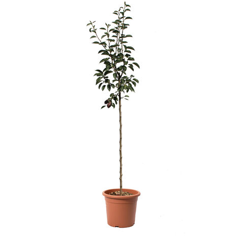 Pianta di Pero William Rosso - Pyrus Communis - Piante da Frutto - Vaso Ø 28 cm