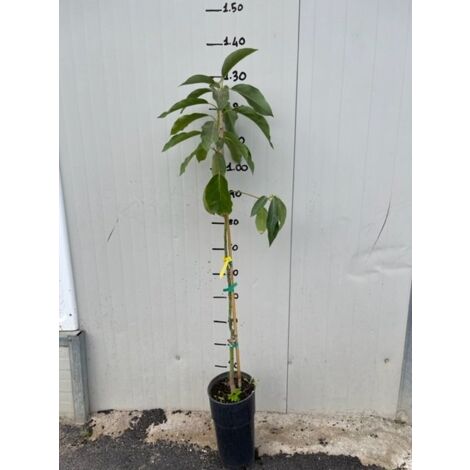 Pianta di Persea americana "Pinkerton", foto reali H 140CM