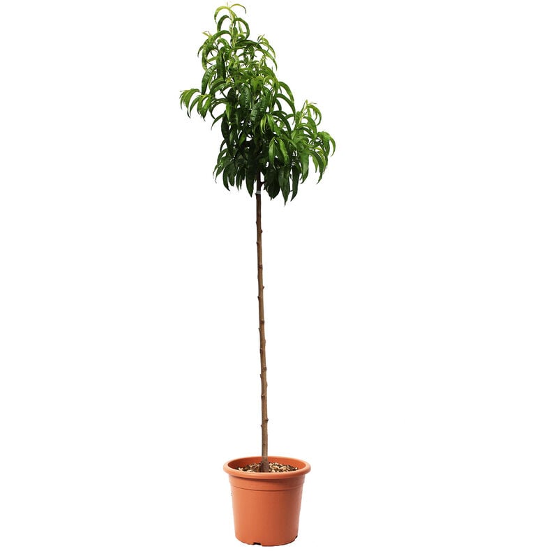 Kentis - Pianta di Pesco Nettarina - Pesca Noce - Prunus Persica - Alberello da Frutto - Vaso ø 24 cm