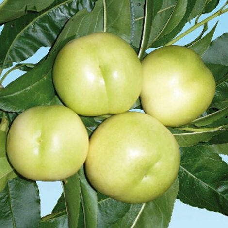 Pianta di PESCO NOCE BIANCO (SBERGIO BIANCO) polpa succosa, profumata pesconoce