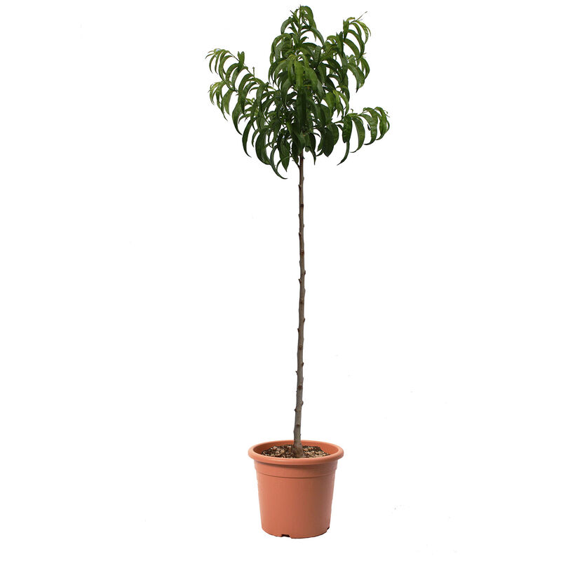 Kentis - Pianta di Pesco Piatto a Pasta Bianca - Prunus Persica - Albero da Frutto - Vaso ø 24 cm