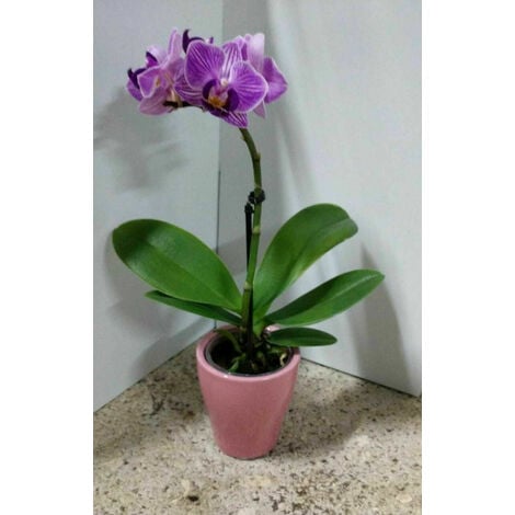 Lapillo vulcanico per orchidee al miglior prezzo - Pagina 9