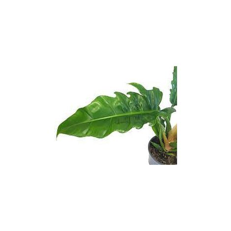 PIANTA DI PHILODENDRON NARROW FOTO REALI