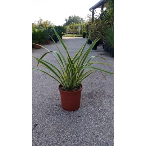 PIANTA DI PHORMIUM TENAX VARIEGATO V.24 cm ALTEZZA 50 CM (foto reali)