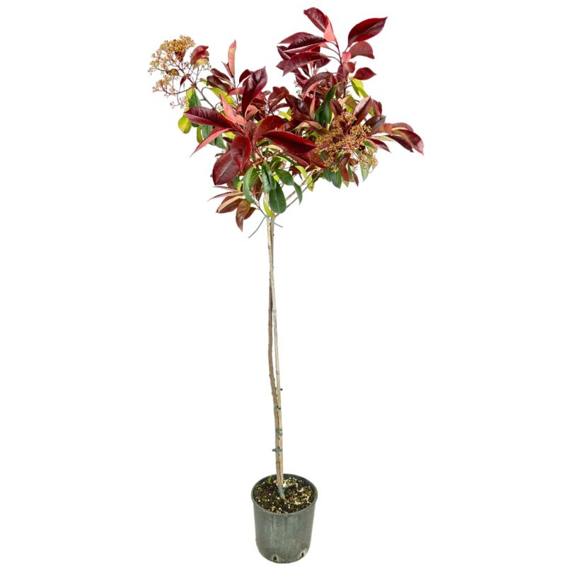 Pianta Di Photinia Red Robin Alberello Foglia Rossa H120cm Vaso 18 ...