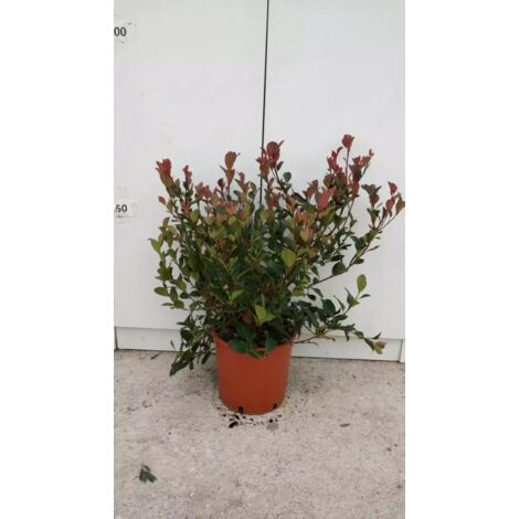 PIANTA DI PHOTINIA X FRASERI NANA VASO 18 cm altezza 40 cm (foto reale)
