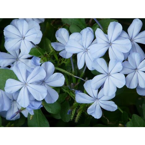 Pianta di Plumbago Pianta rampicante gelsomino azzurro vaso 7 piombaggine