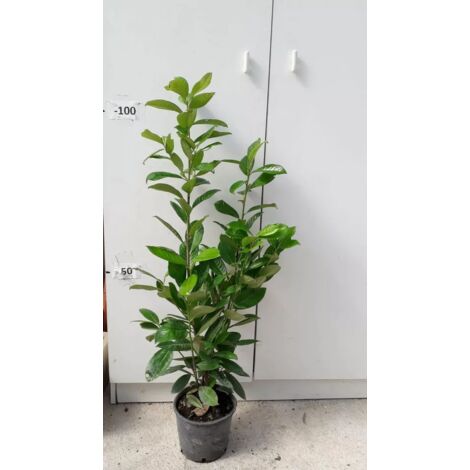 PIANTA DI PRUNUS LAUROCERASUS " LAUROCERASO " V.18 ALTEZZA 60/70 CM (foto reali)