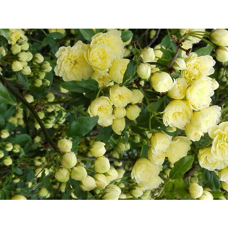 Pianta di ROSA BANKSIAE LUTEA fiore giallo rampicante SENZA SPINE vaso 18/20 cm