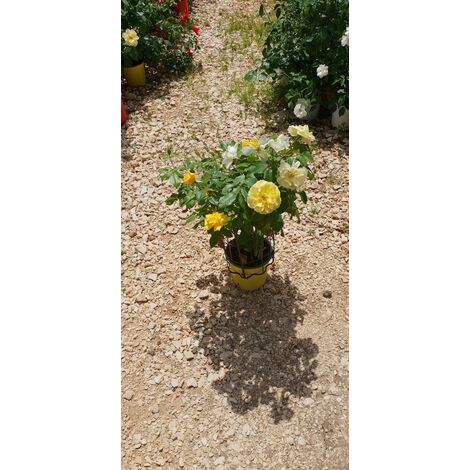PIANTA DI ROSA " PAESAGGISTICA " IN VASO CM19 (foto reali) COLORI ASSORTITI