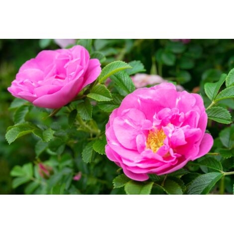 Pianta di Rosa Rugosa Bianca in vaso 2 litri h 70/100 cm Alba - Select 1: Rubra - Select 2: 12x12 cm