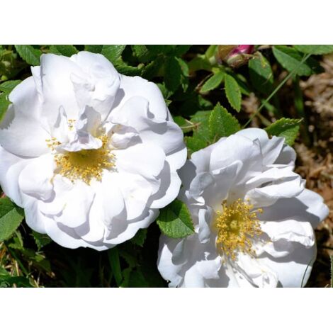 Pianta di Rosa Rugosa Bianca in vaso 2 litri h 70/100 cm Alba - Select 2: 12x12 cm - Select 1: Alba