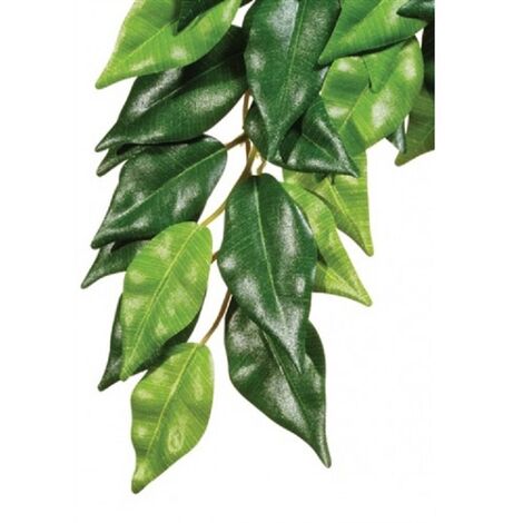 Pianta di seta Exo Terra Ficus L.