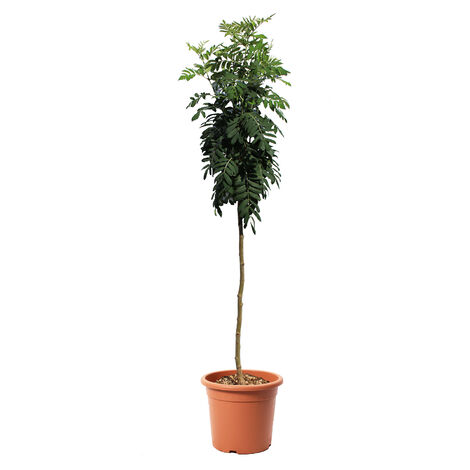 Pianta di Sorbo - Sorbus Domestica - Alberello da Frutto per Giardino - Vaso Ø 28 cm