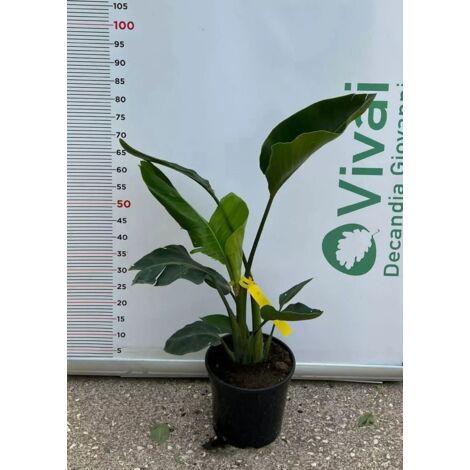 PIANTA DI STRELITZIA AUGUSTA  VASO 24 ALTEZZA 60/70CM (foto reali) DA INTERNO