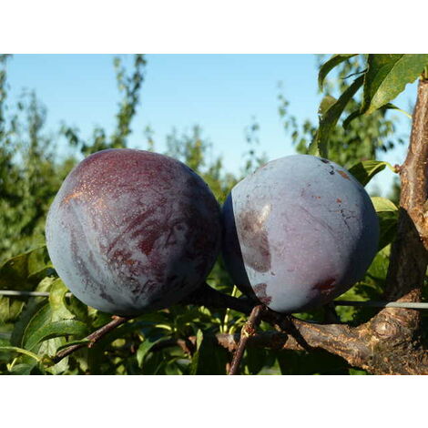 Albero Giardino Albero Di Susino Black Amber - Pianta Vera Da Frutto, Vaso 19 Cm, Altezza 150 Cm, Per Giardino O Terrazzo Albero Fruttifero Giardino - Foto 7