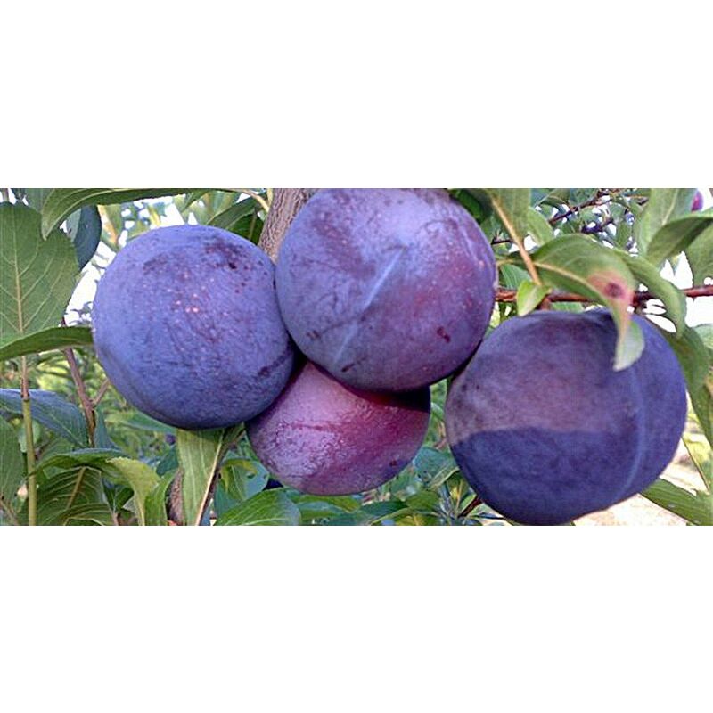 Vivaio Garden Forest Pianta Di Amarena, Pianta Da Frutto | WhichOne - Foto 2