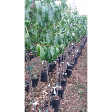 PIANTA DI SUSINO SORRISO DI PRIMAVERA IN VASO CM 20  ANNI DUE ( foto reale)