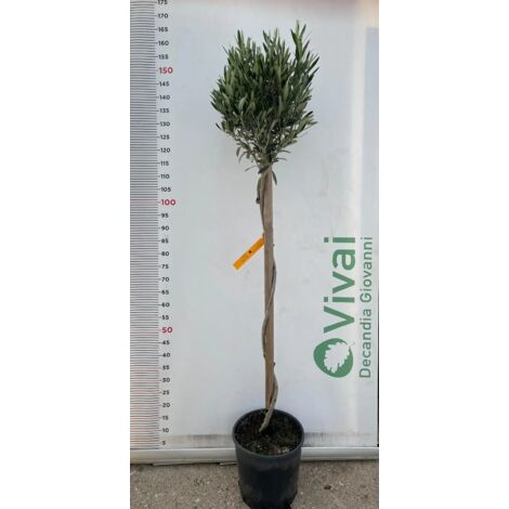 PIANTA DI ULIVO ALBERELLO A SPIRALE VASO 30 ALTEZZA 100/110 CM