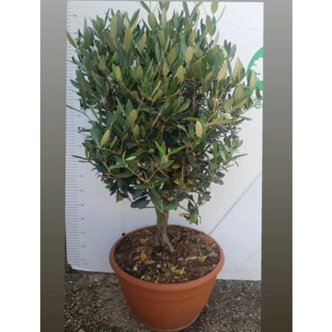 PIANTA DI ULIVO ALBERELLO bonsai in ciotola 30 cm altezza 70 CM  (foto reali)