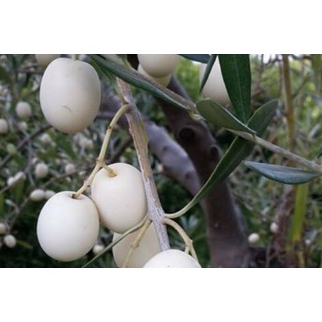 Pianta di ulivo Leucocarpa (Olive bianche) certificata foto reali