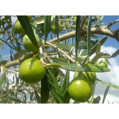 Pianta di ulivo Nocellara del Belice foto reali H 180cm oliva da olio