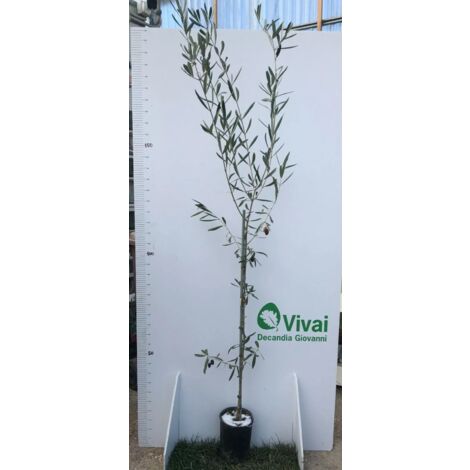 PIANTA DI ULIVO OGLIAROLA anni 2 altezza 160/180 cm in vaso 20 cm