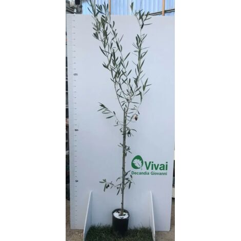 PIANTA DI ULIVO PICHOLINE di anni 2 160/180 cm in vaso 20 cm