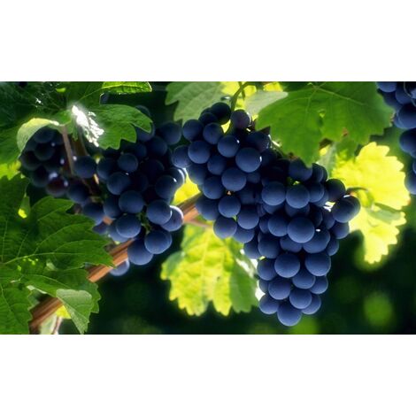 Pianta di uva fragola nera vaso 18cm