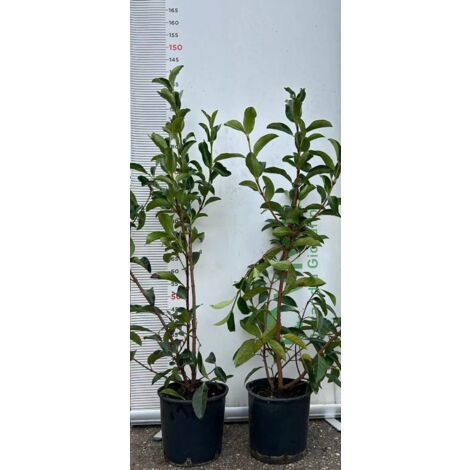 PIANTA DI VIBURNO LUCIDO altezza 80/100 cm siepe (foto reale) in vaso 24 cm