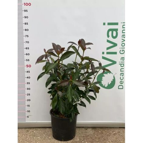 PIANTA DI VIBURNO ODORATISSIMO VIBURNUM IN VASO 24 CM cepuglio