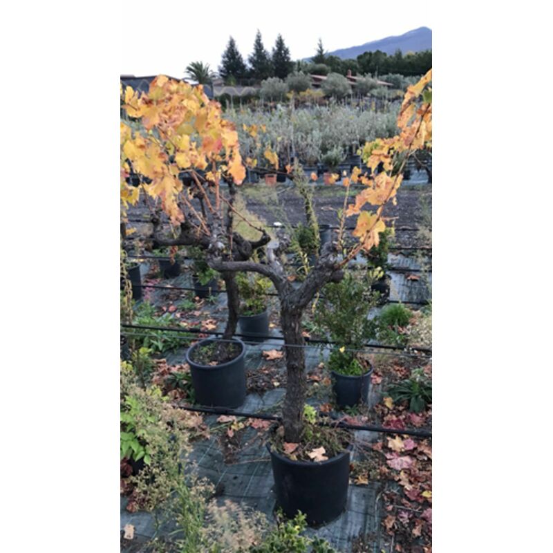 Vite Uva Red Globe AMDGarden - Pianta Innestata In Vaso 16cm Con Foto Reale