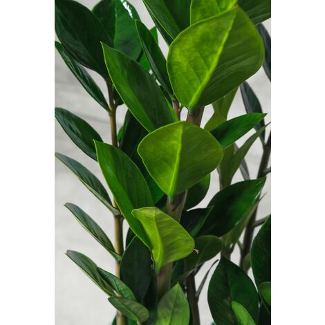 Pianta di Zamioculcas Zamilifolia pianta di Padre Pio