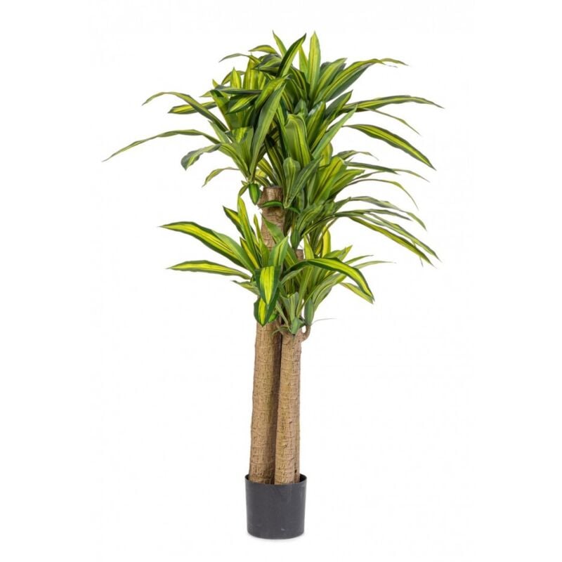 Bizzotto - Pianta Dracaena con Vaso H150 (2 Pezzi) - dracena