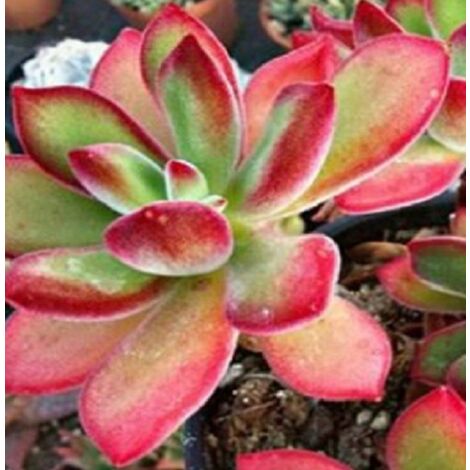 PIANTEWEB Pianta Echeveria Pulvinata