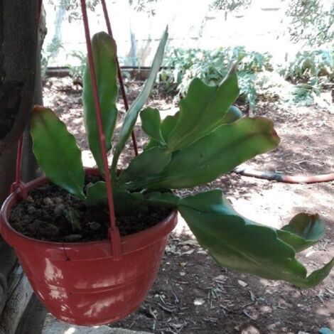 Pianta Epiphyllum in Vaso 18cm - Piante Spinose