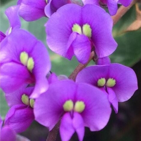 Pianta Hardenbergia  Vaso: Astoncino