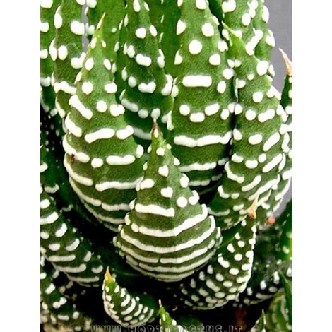 Pianta Haworthia Fasciata in Vaso 10cm - Piante Succulente